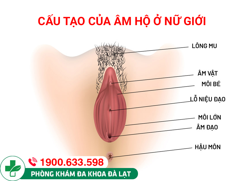 Hình ảnh minh họa